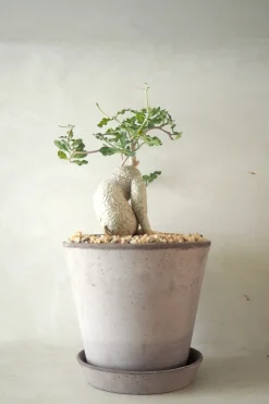 PLANT Fockea Edulis, stor Hot