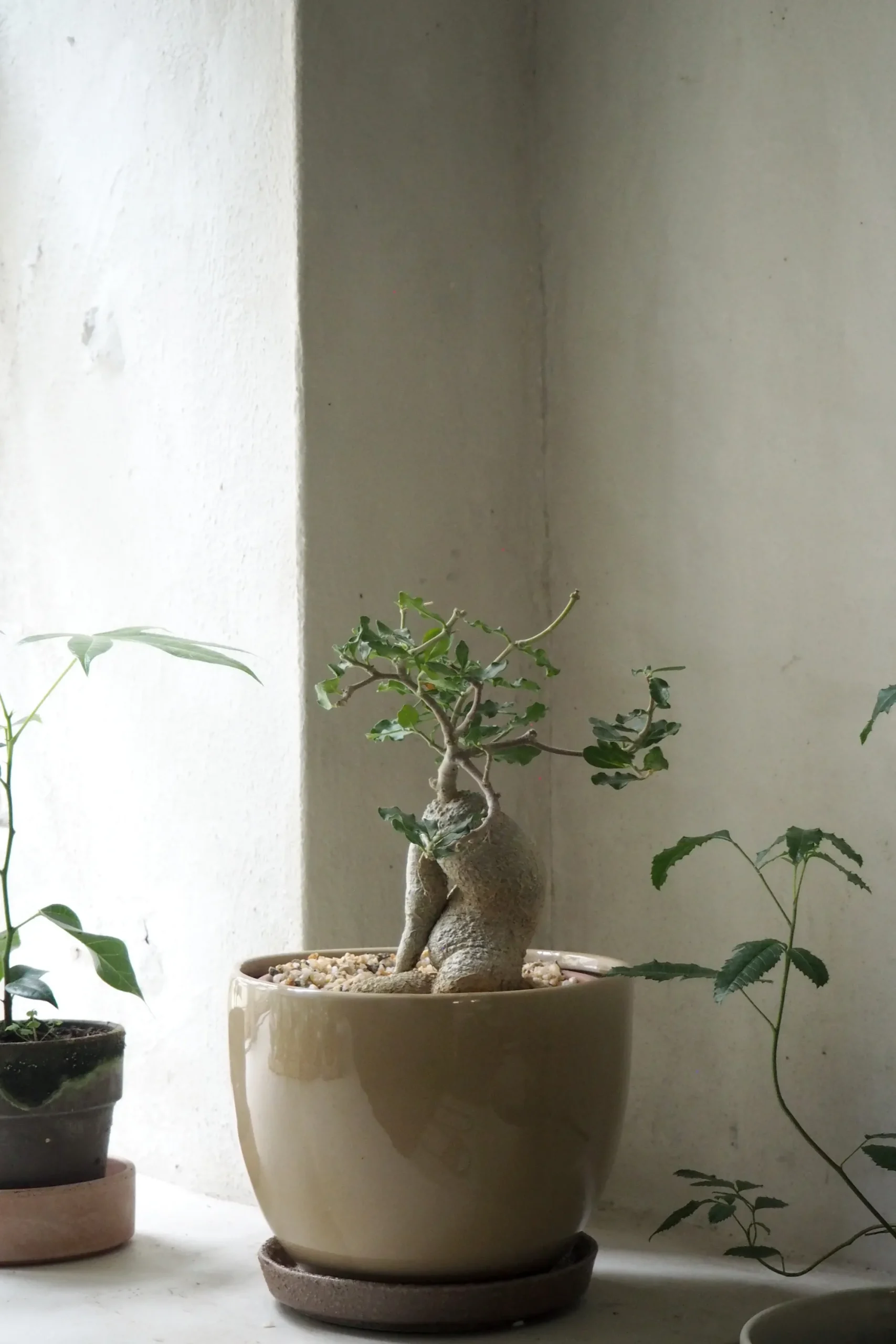 PLANT Fockea Edulis, stor Hot