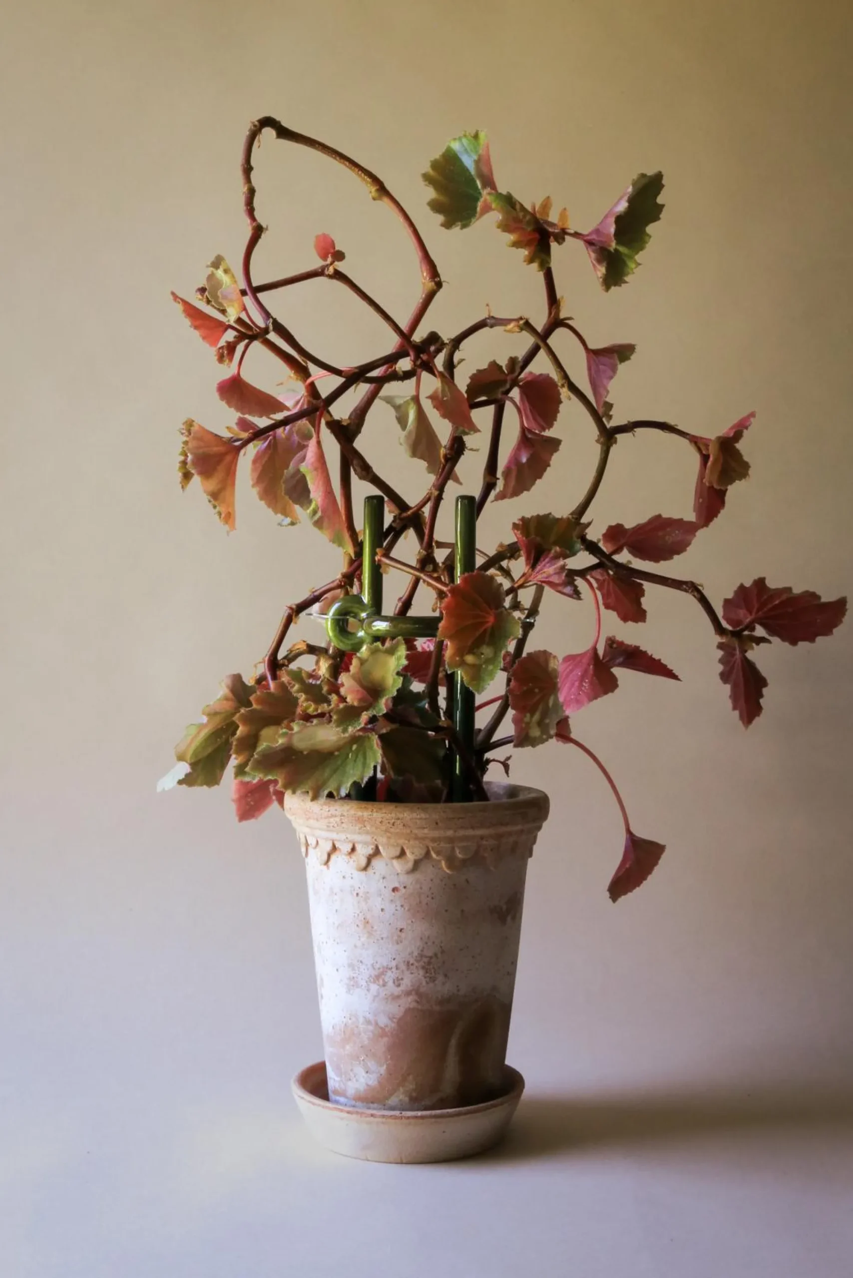 PLANT FOLK Hinto estøtte, grøn Clearance