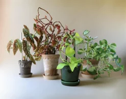 PLANT FOLK Hinto estøtte, grøn Clearance