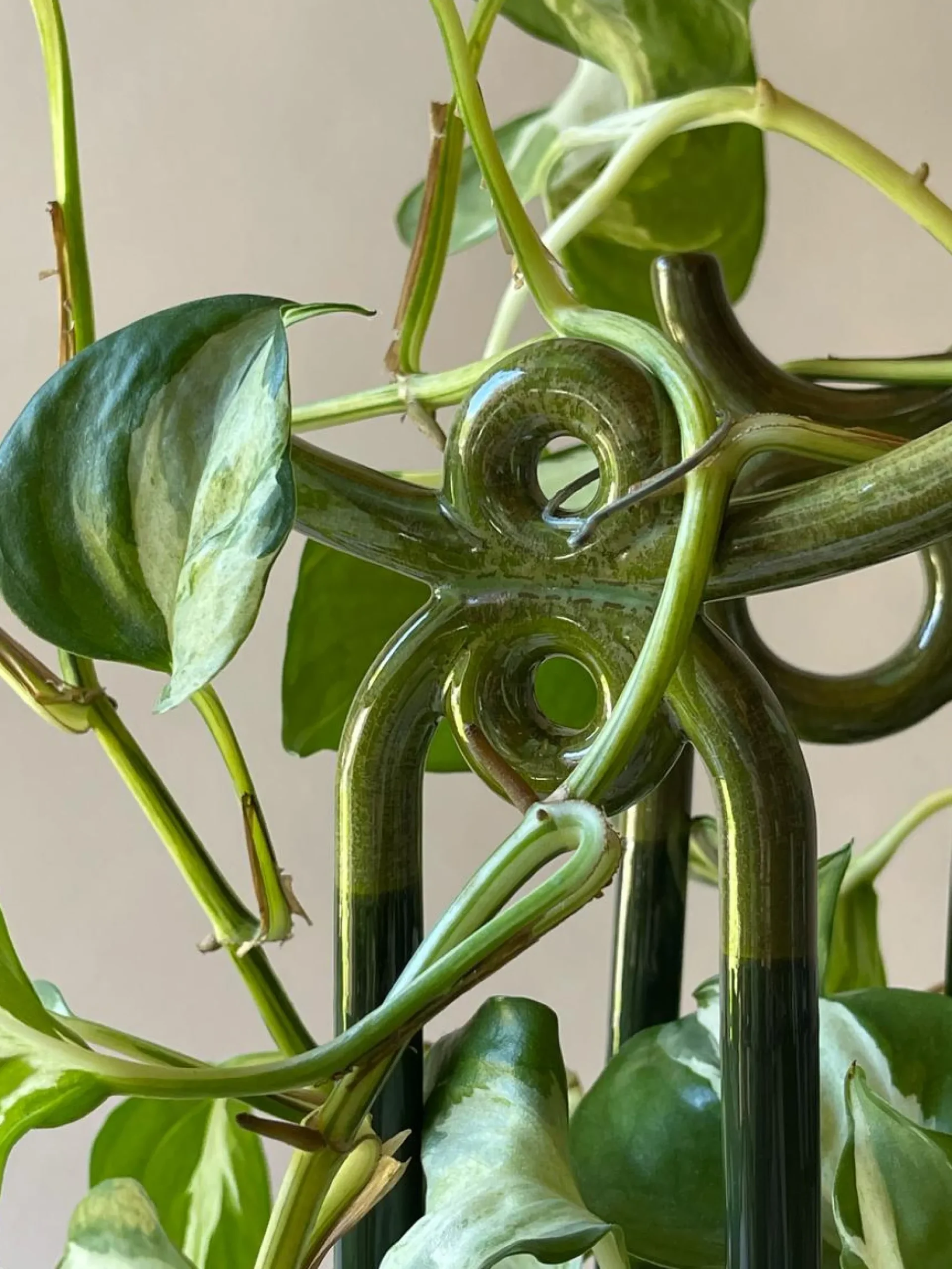PLANT FOLK yuma estøtte, grøn Discount