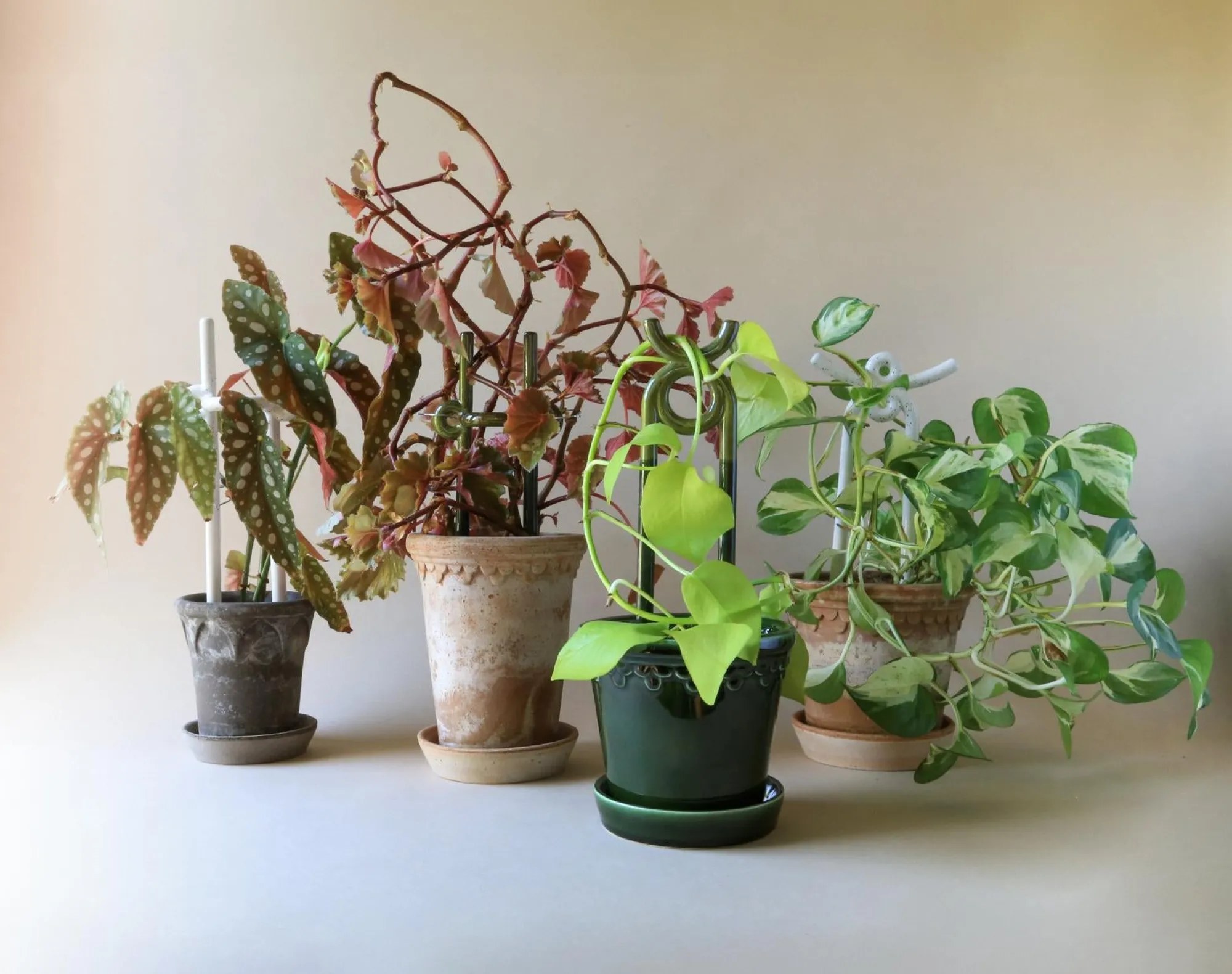 PLANT FOLK yuma estøtte, grøn Discount
