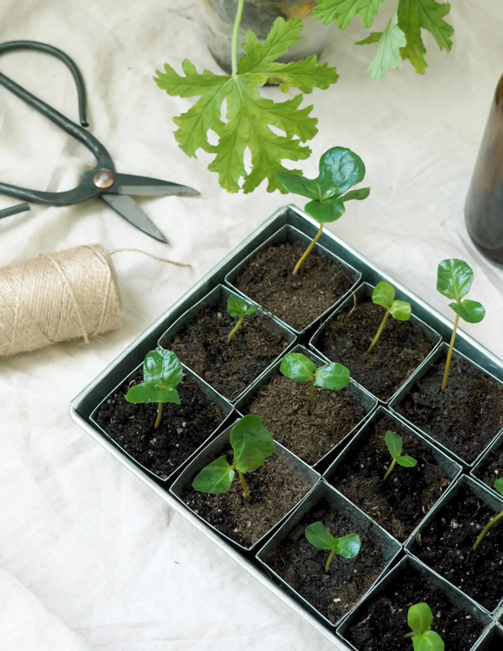 PLANT Forspiringsbakke - W.E.T Seed Pot30 Sale