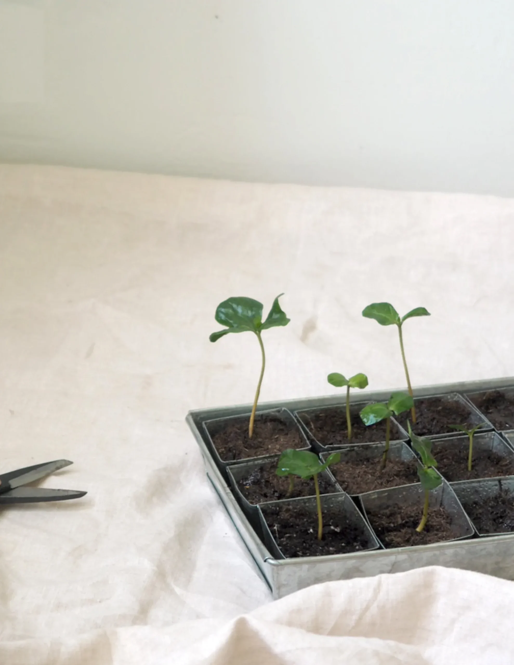 PLANT Forspiringsbakke - W.E.T Seed Pot30 Sale