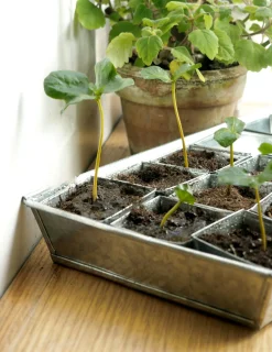 PLANT Forspiringsbakke - W.E.T Seed Pot30 Sale