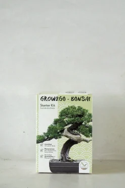 PLANT Frø - Bonsai, DIY kit Online
