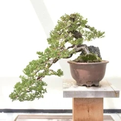 PLANT Frø - Bonsai, DIY kit Online