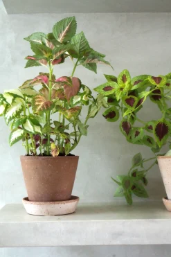 PLANT Frø - Paletblad, Wizard mix Clearance