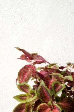 PLANT Frø - Paletblad, Wizard Scarlet Hot