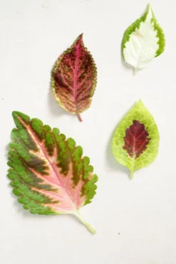 PLANT Frø - Paletblad, Wizard Velvet Red