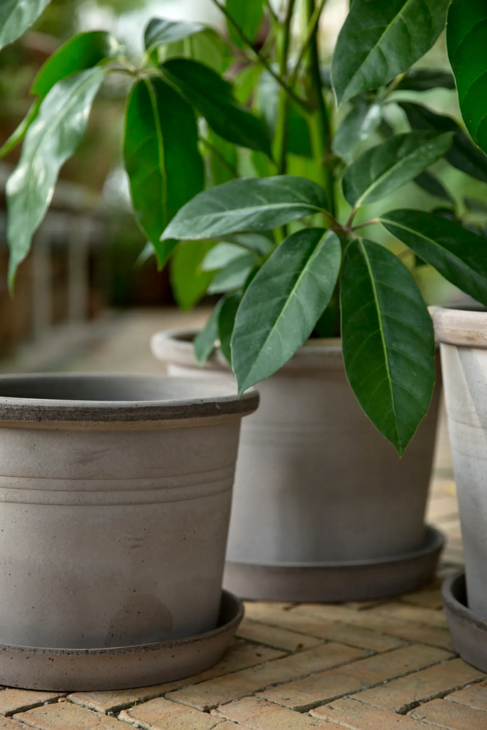 PLANT Galestro gulvkrukke, raw grey Online