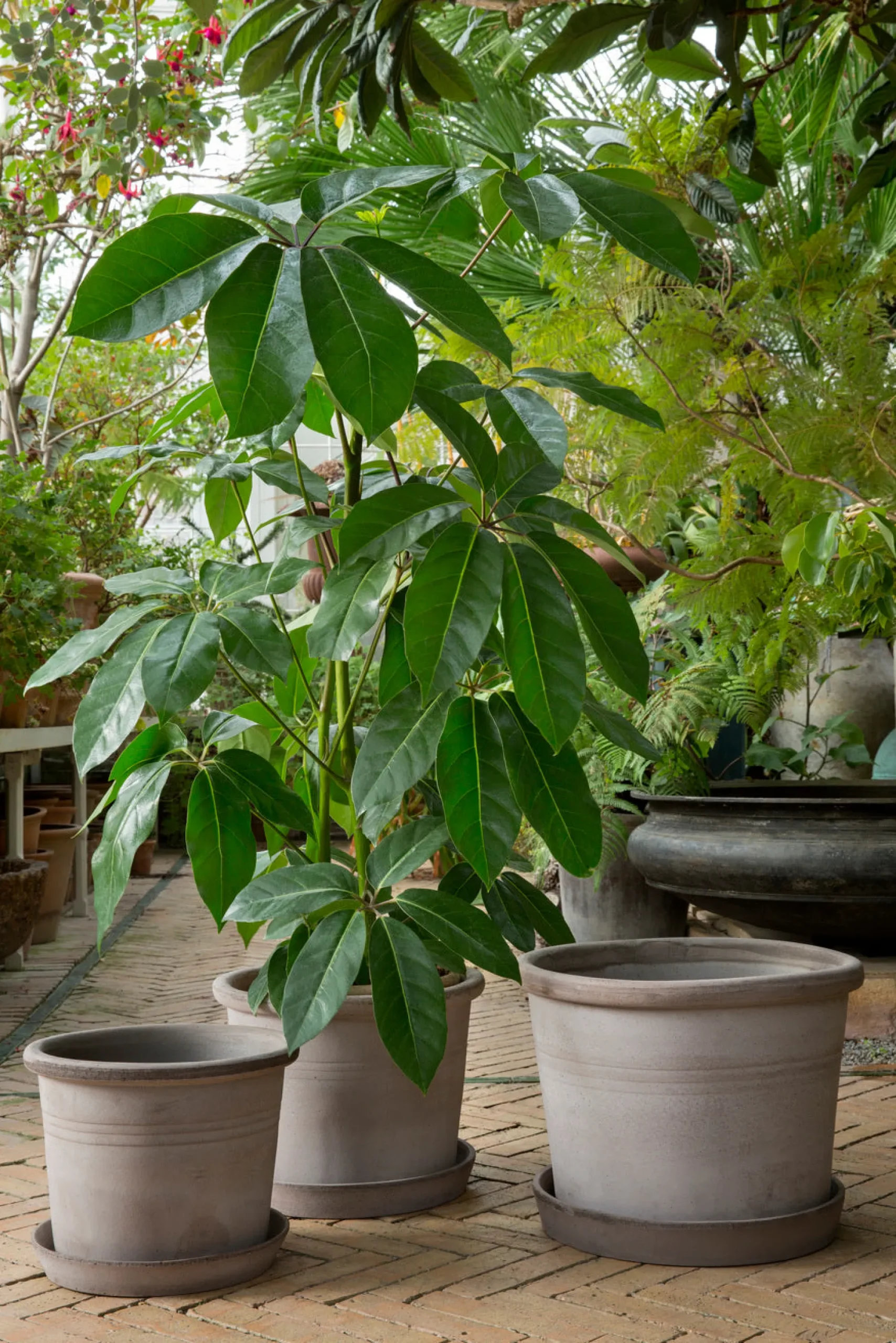 PLANT Galestro gulvkrukke, raw grey Online
