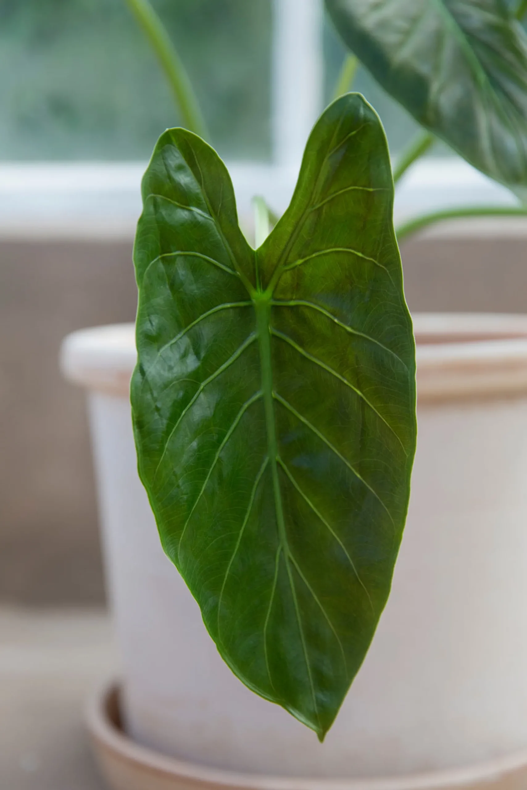 PLANT Galestro gulvkrukke, raw rosa Outlet