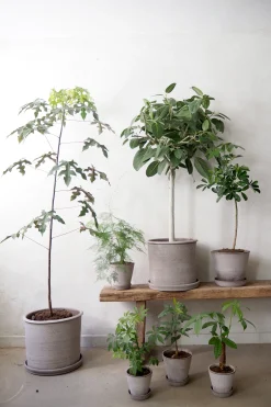 PLANT Gartnerens epakke - Raw Grey Online