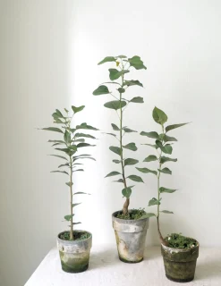 PLANT Gartnerens epakke - Raw Grey Online