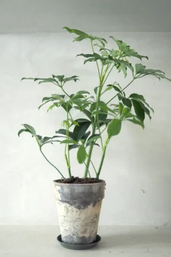 PLANT Gartnerens epakke - Raw Grey Online