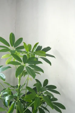 PLANT Gartnerens epakke - Raw rosa Outlet