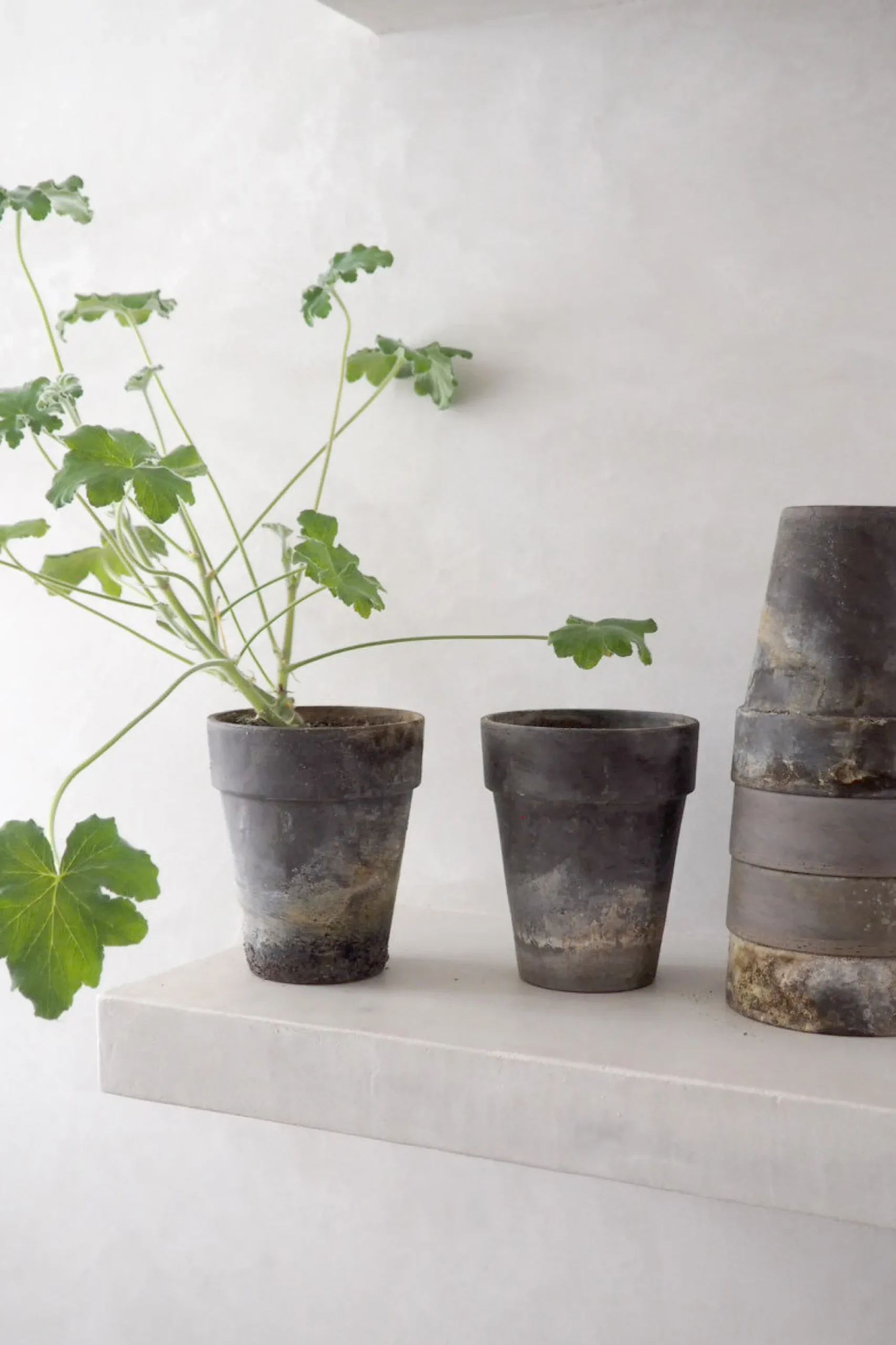 PLANT Gartnerkrukke, naturlig patina Best