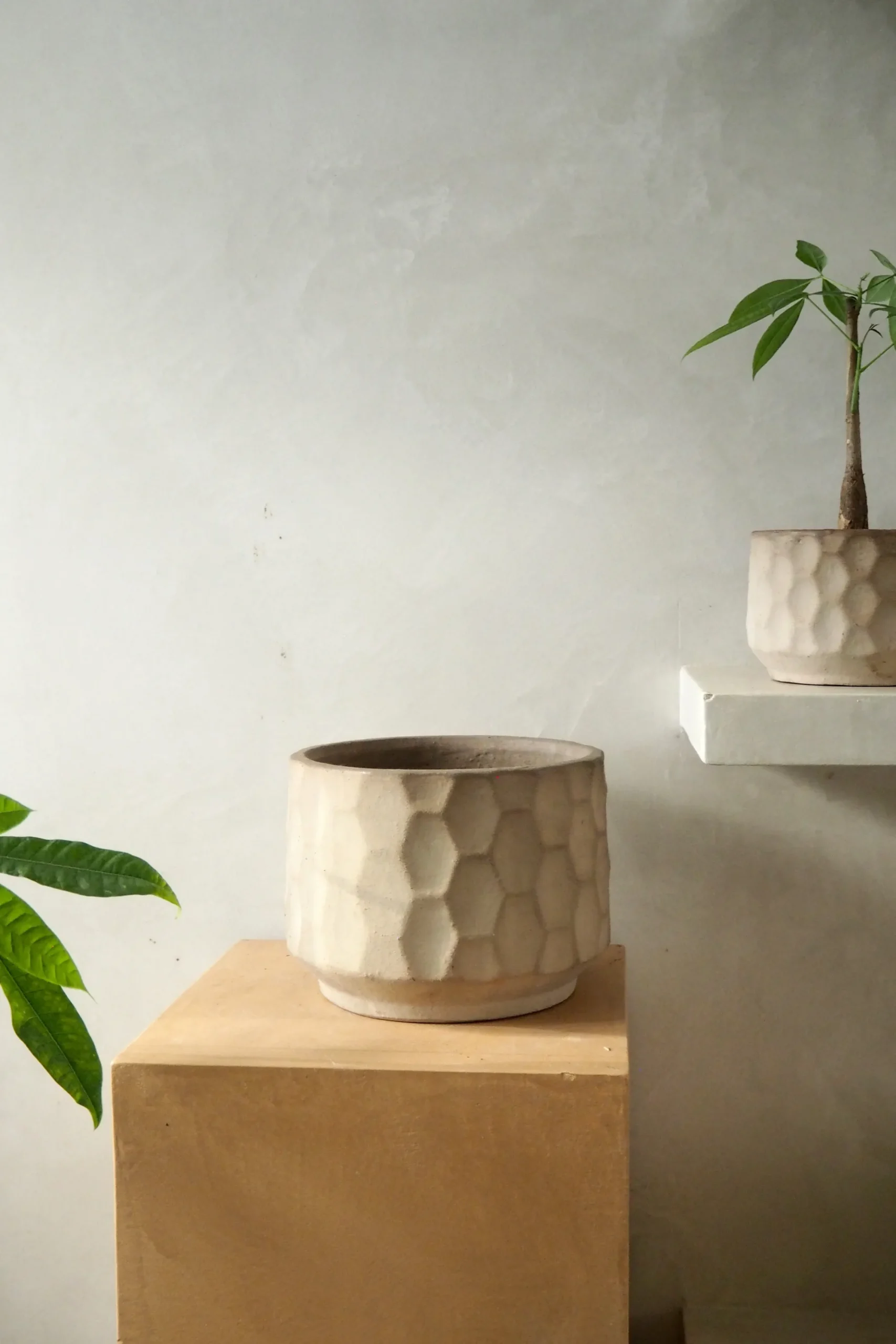 PLANT Gro krukke Hot