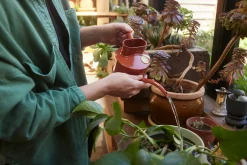 PLANT HAWS Vandkande, terracotta orange, 0,5 L Best