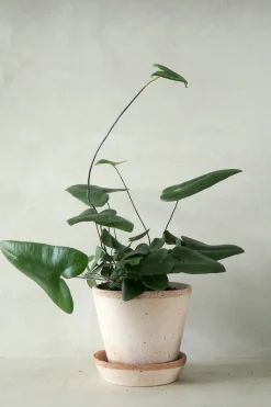PLANT Hjertebregne Online