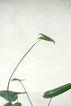 PLANT Hjertebregne Online