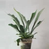 PLANT Hjortetakbregne Clearance