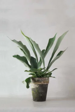 PLANT Hjortetakbregne Clearance
