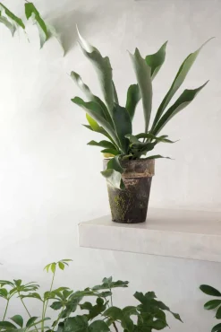 PLANT Hjortetakbregne Clearance