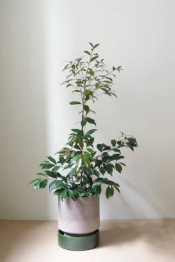 PLANT Hoff krukke, raw grey Online