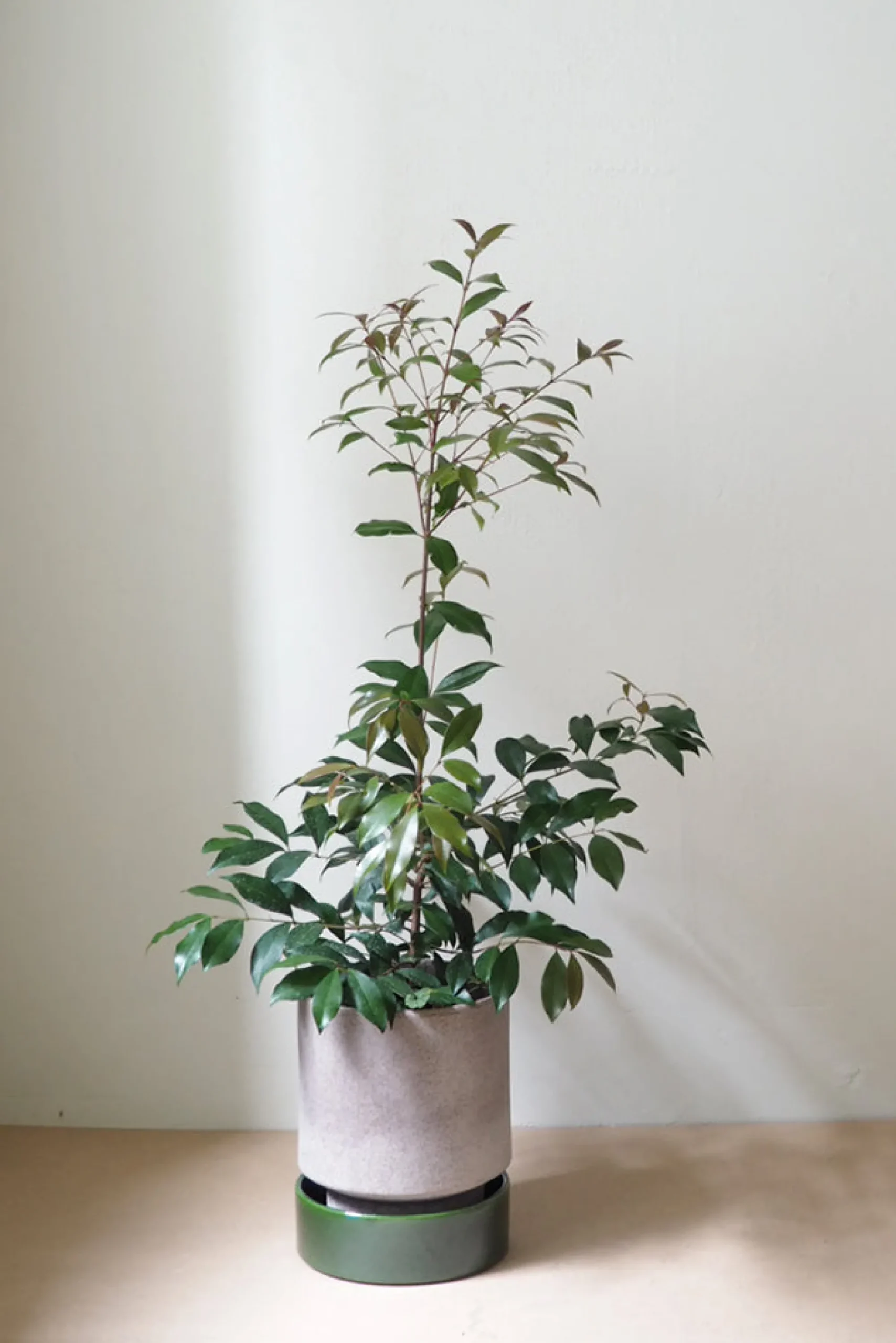 PLANT Hoff krukke, raw grey + grøn underskål