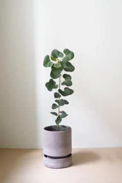 PLANT Hoff krukke, raw grey + raw grey underskål Online