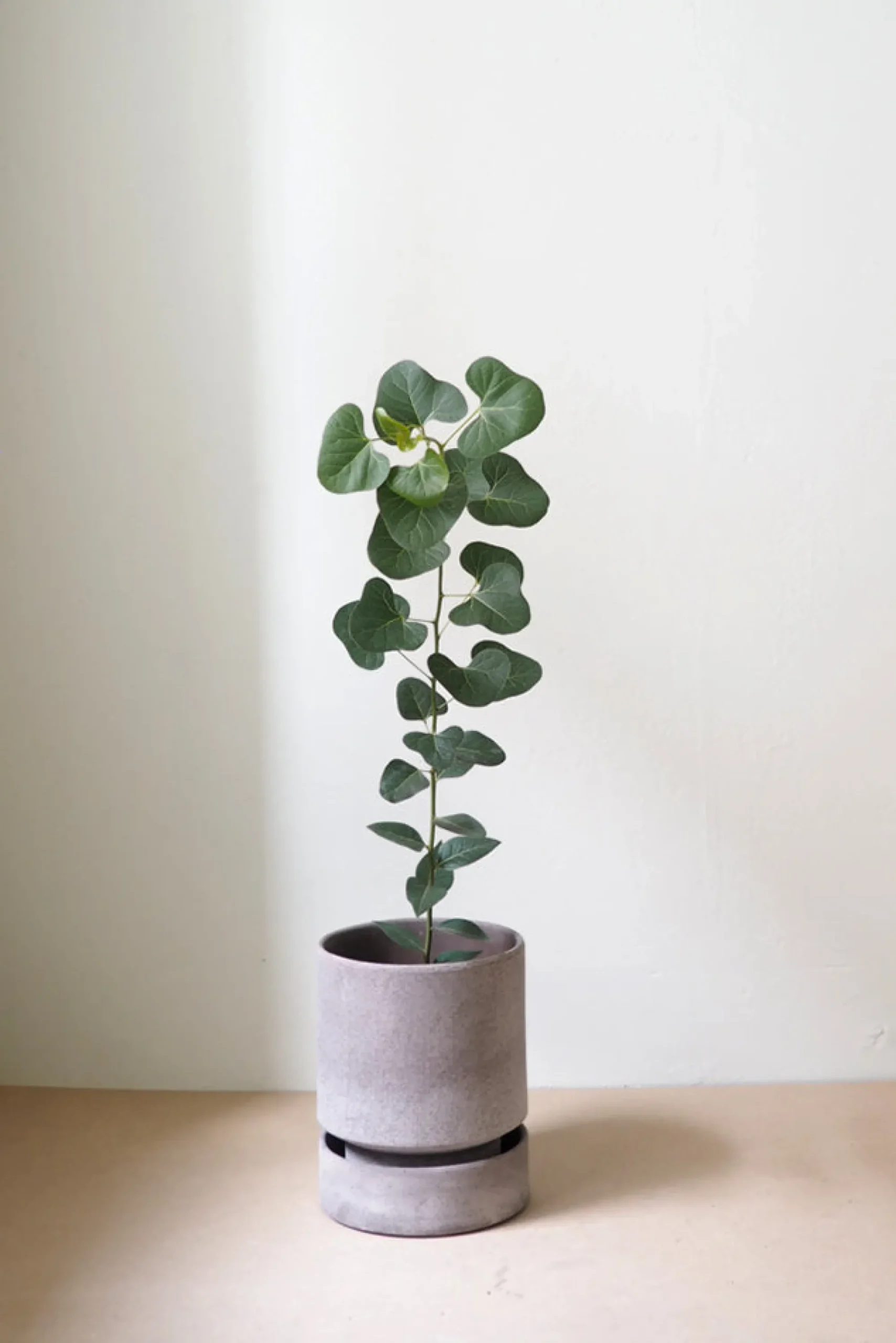 PLANT Hoff krukke, raw grey + raw grey underskål Online