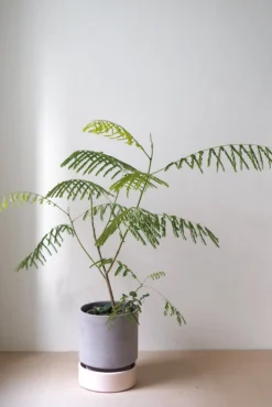 PLANT Hoff krukke, raw grey + rosa underskål, gulvkrukke Discount