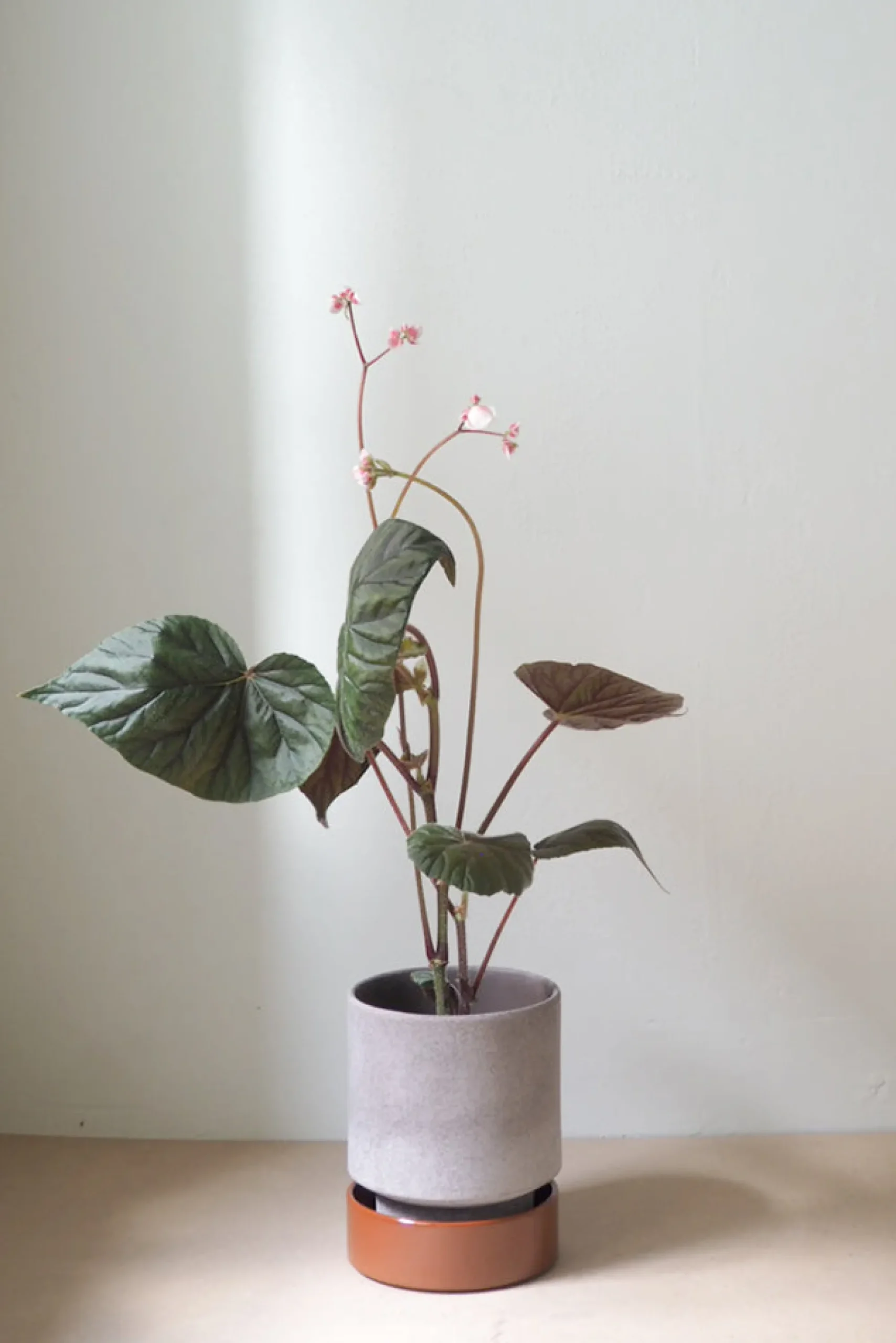 PLANT Hoff krukke, raw grey + rust underskål, gulvkrukke Outlet