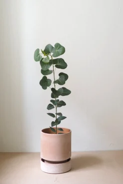 PLANT Hoff krukke, raw rosa Clearance