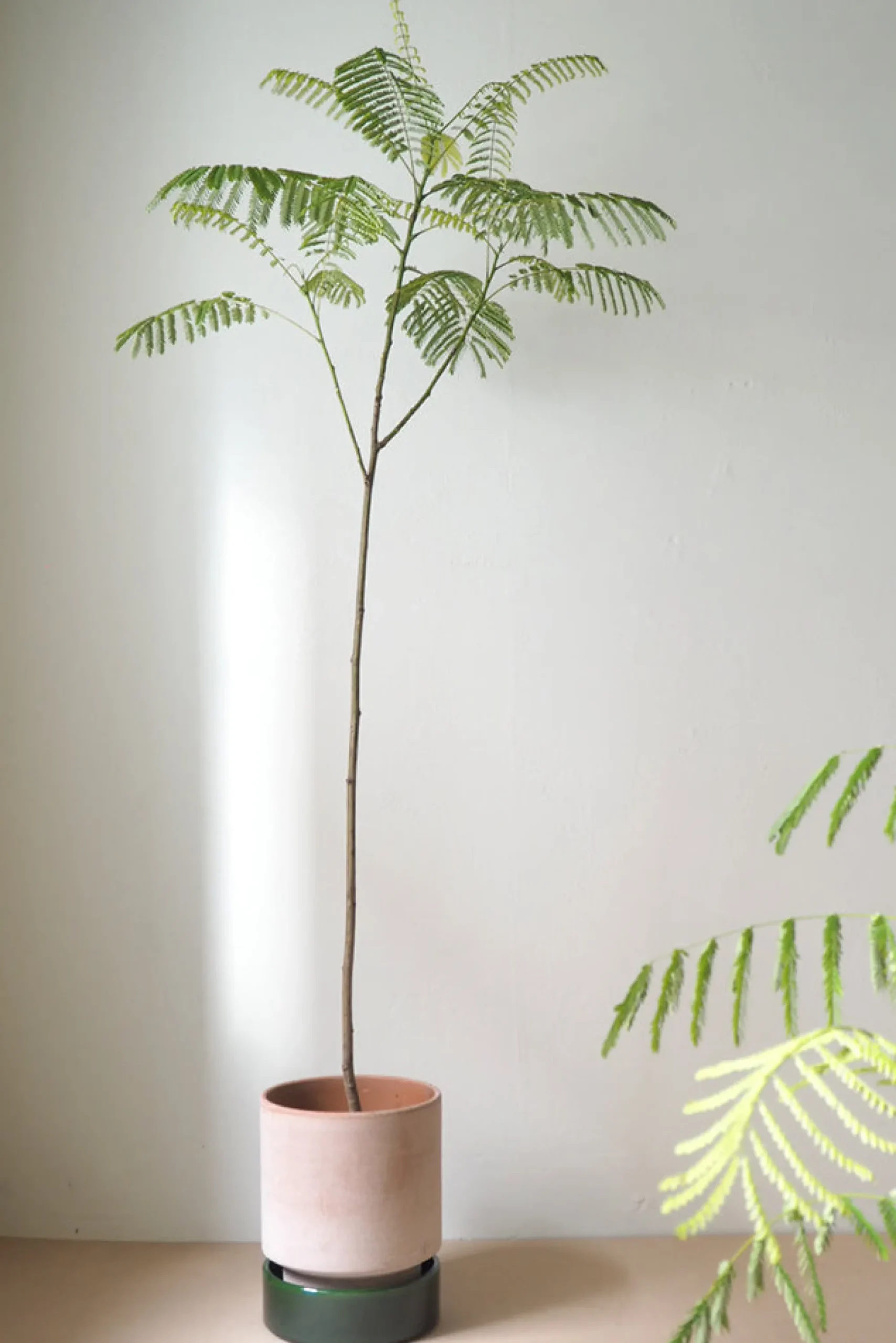 PLANT Hoff krukke, raw rosa + grøn underskål, gulvkrukke Outlet