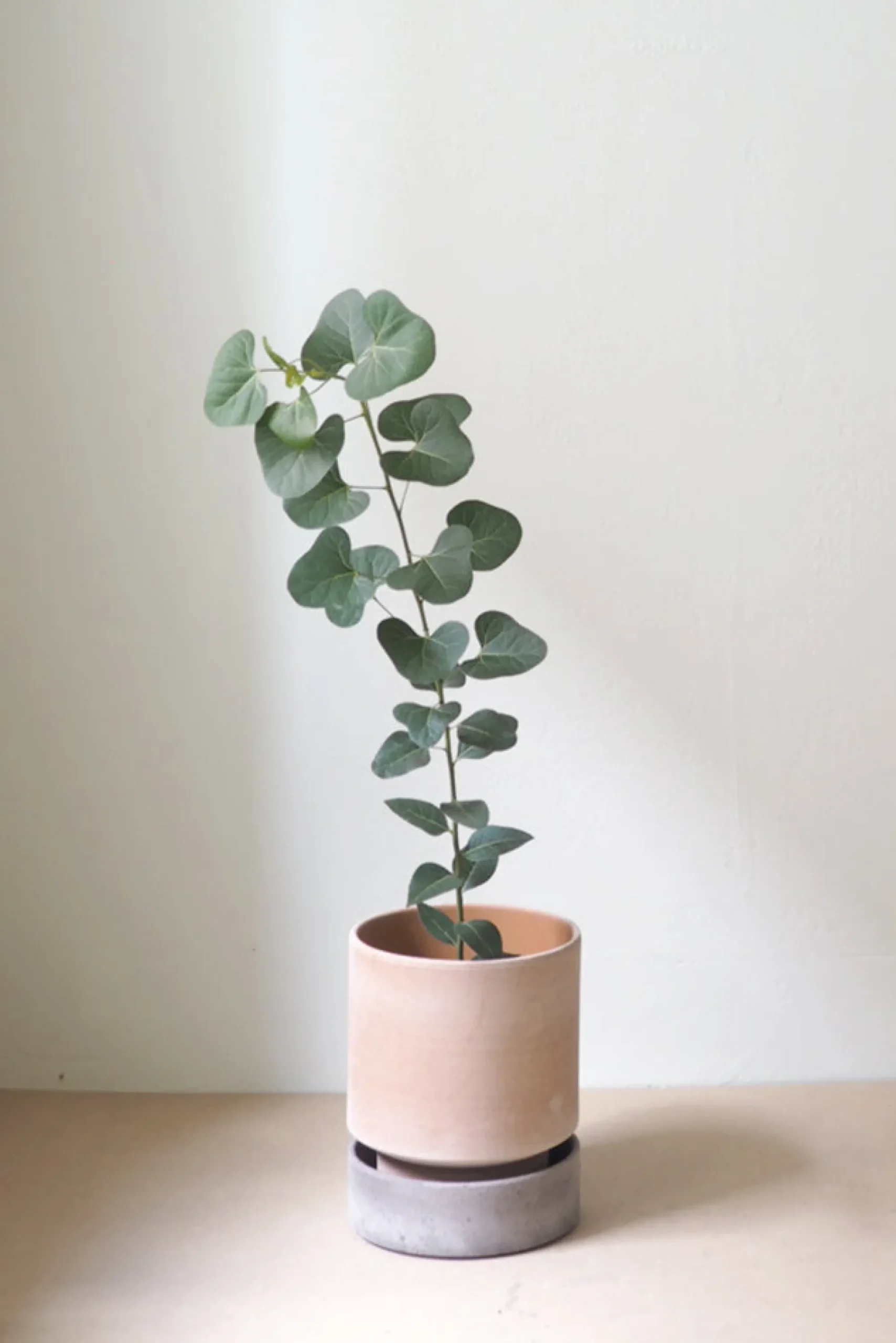 PLANT Hoff krukke, raw rosa + raw grey underskål New