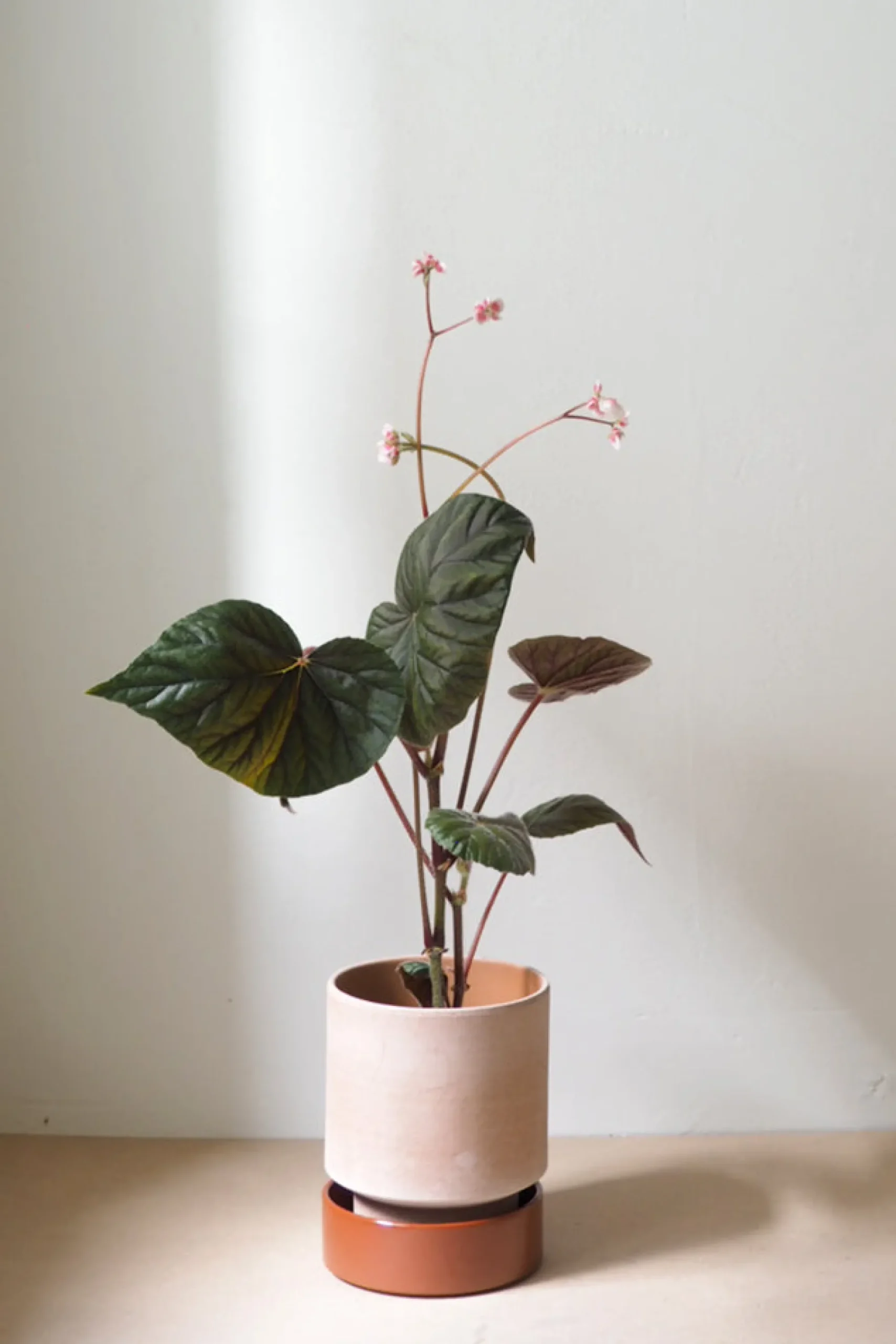 PLANT Hoff krukke, raw rosa + rust underskål Outlet