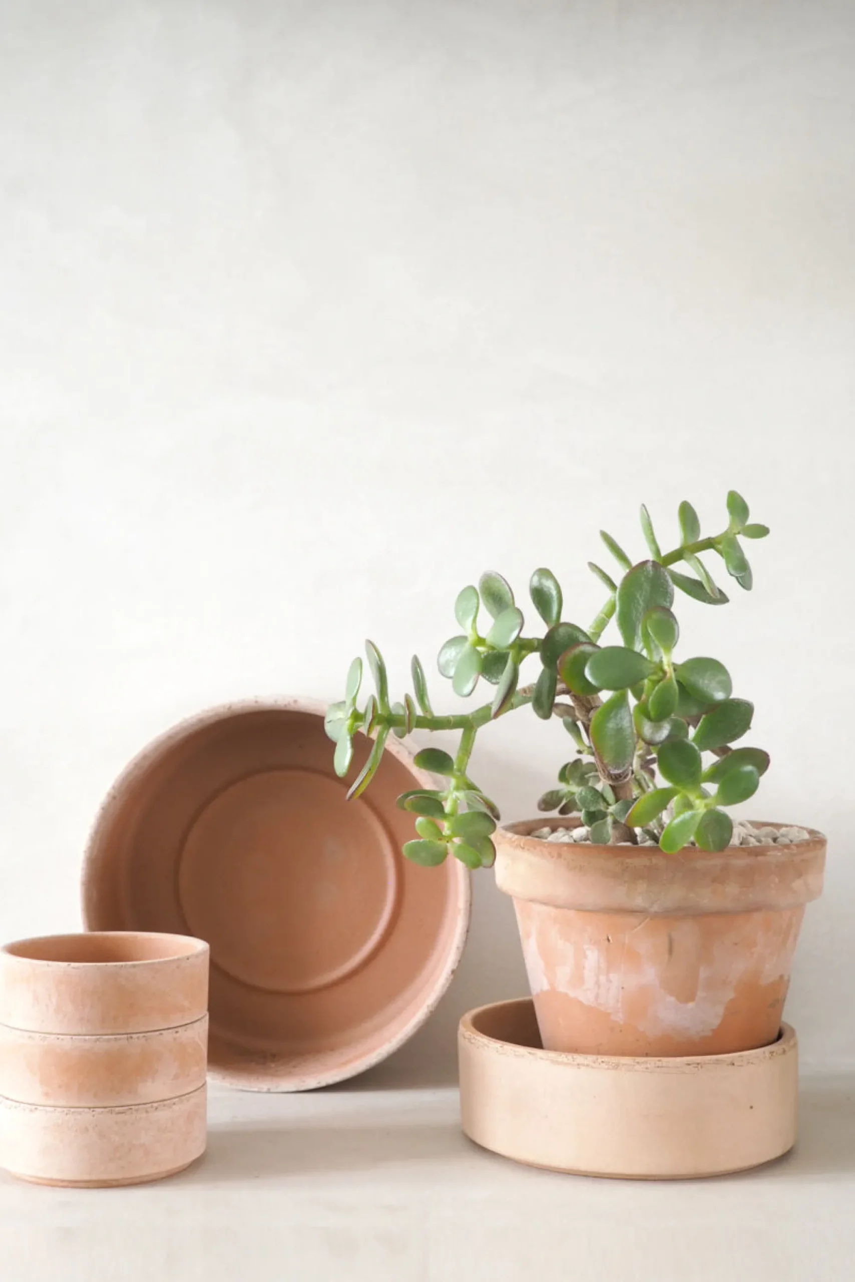 PLANT Hoff underskål, raw rosa Clearance
