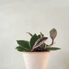 PLANT Hoya Famingo dream Online