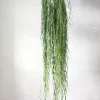 PLANT Hoya Linearis Sale