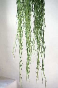 PLANT Hoya Linearis Sale