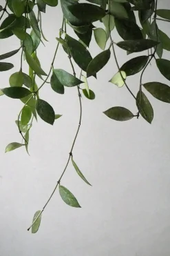 PLANT Hoya Memoria Outlet