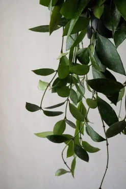 PLANT Hoya Memoria Outlet