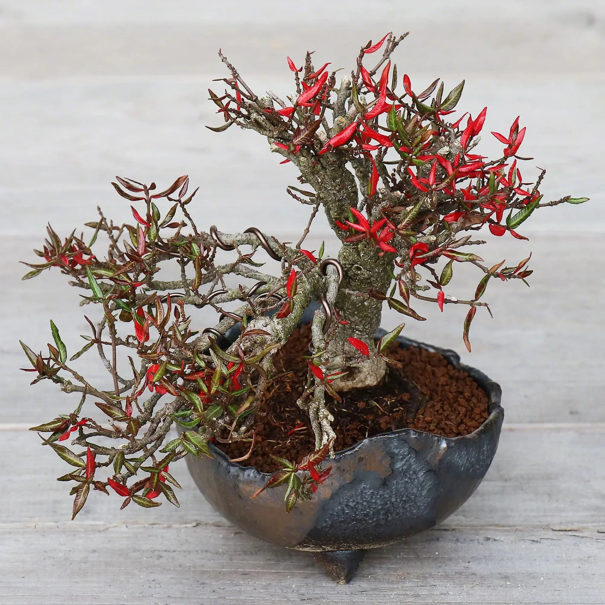 PLANT Japansk bonsai krukke, håndlavet, sort Sale