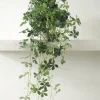 PLANT Japanvin Sale