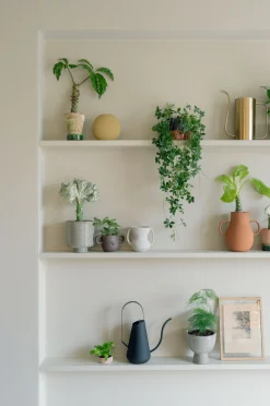 PLANT Japanvin Sale