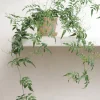 PLANT Jasmin Clearance