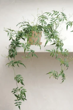 PLANT Jasmin Clearance
